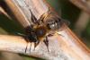 Andrena bicolor